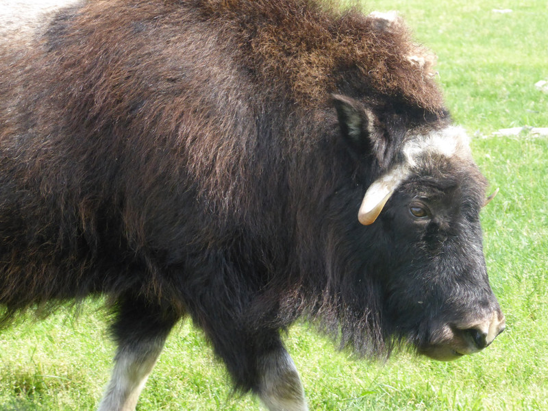 Alaska Wildlife Conservation Centre - bison (2)
