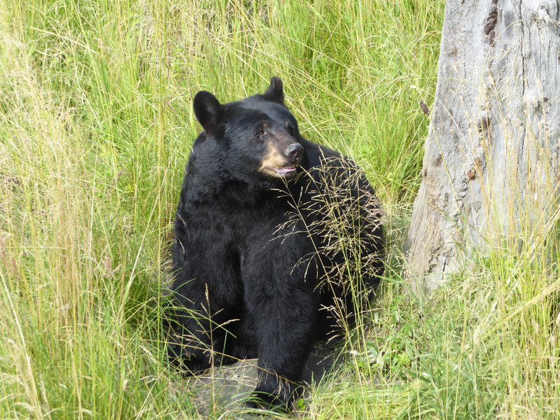 Alaska Wildlife Conservation Centre - Black bear
