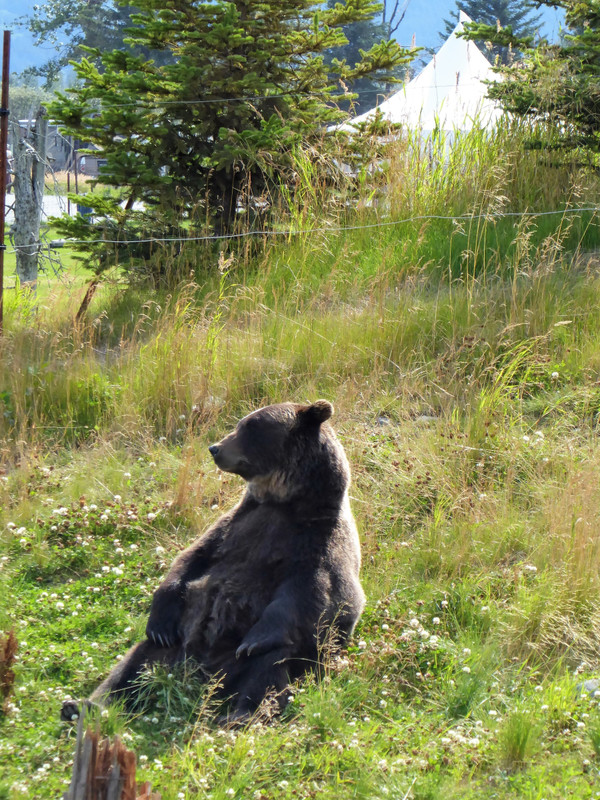 Alaska Wildlife Conservation Centre - Brown bear a grizzly (1)