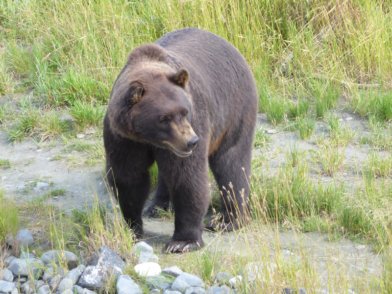 Alaska Wildlife Conservation Centre - Brown bear a grizzly (2)