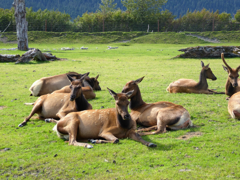 Alaska Wildlife Conservation Centre - elk (2)