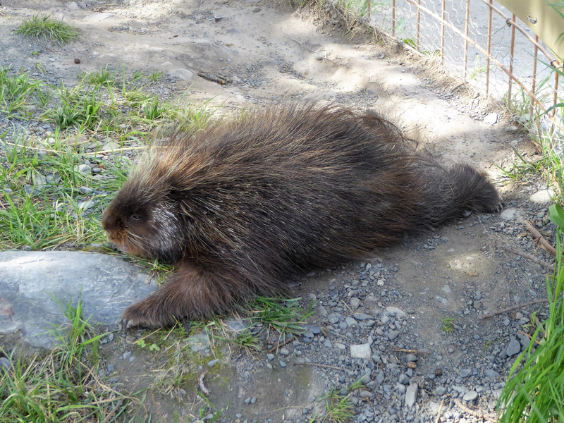 Alaska Wildlife Conservation Centre - porcupine (6)