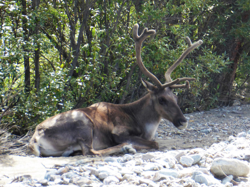 Caribou in Daneli National Park (2)