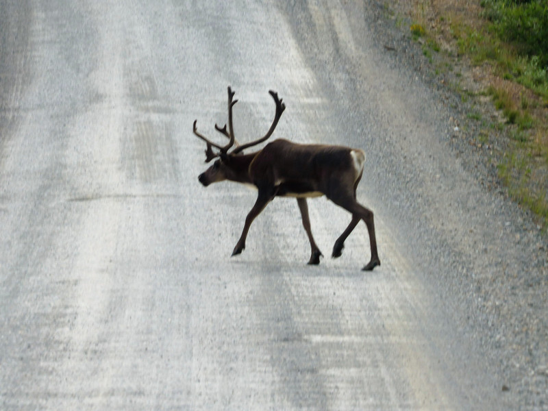 Caribou in Daneli National Park (4)