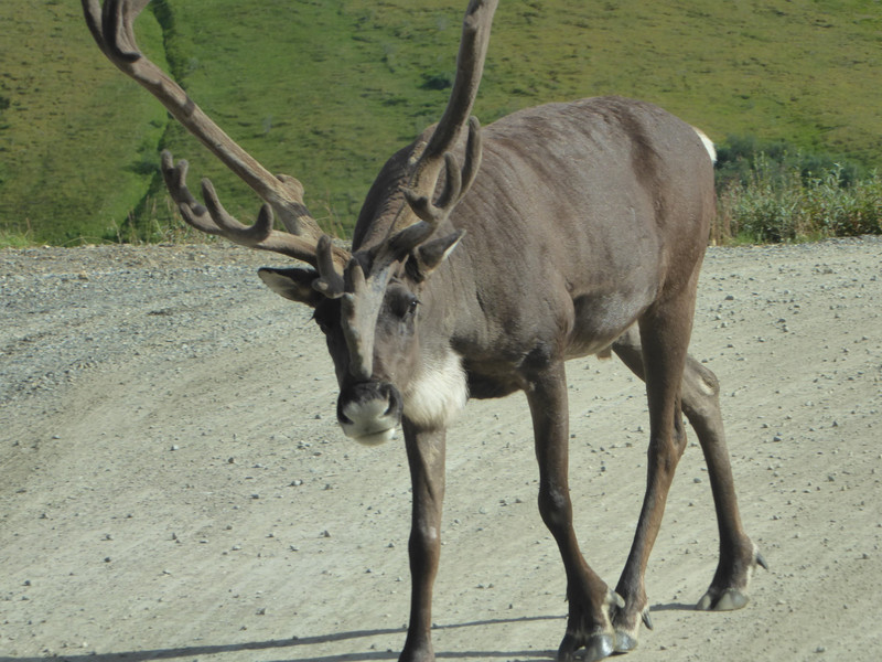 Caribou in Daneli National Park (5)