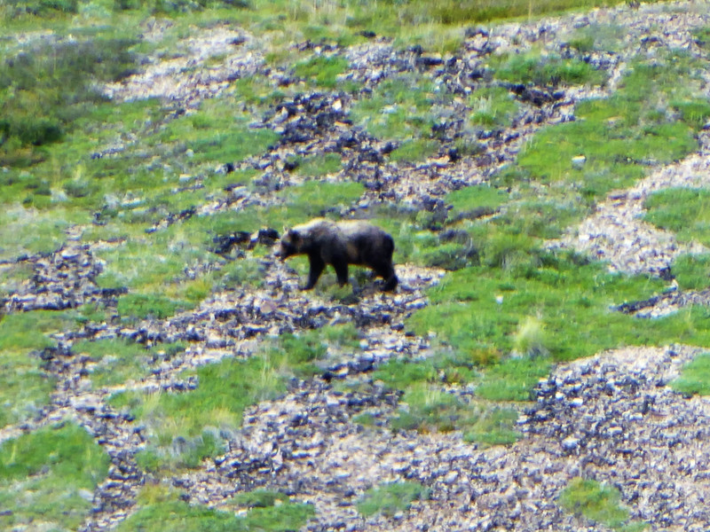 Grizzly in Daneli National Park