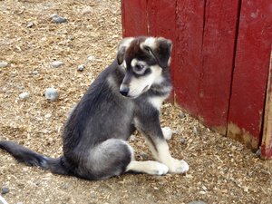Husky Homestead - such cute puppies (1)