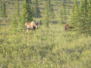 Moose in Daneli National Park (1)