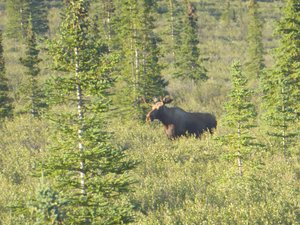 Moose in Daneli National Park (2)