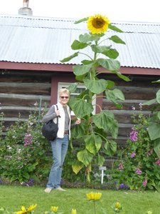 Sheryl with the big sunflower at Fairbanks Alaska