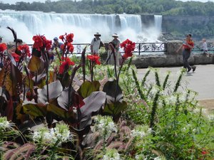 Summer flowers in Niagara (1)
