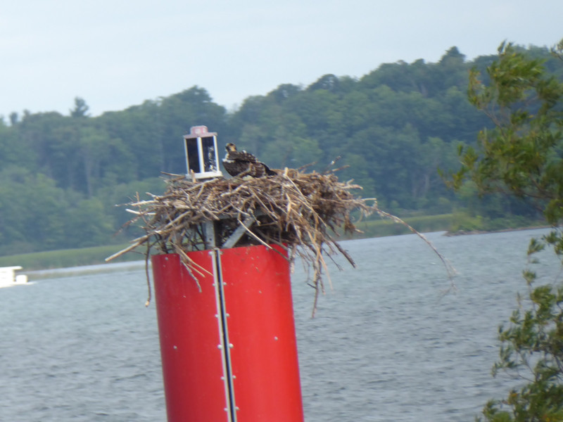 Scenes of 1000 Islands river cruise - bird in nest (1)