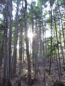 Hopewell Rocks New Brunswick - berch forest (3)