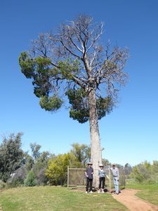 13 Cunnamulla Robbers Tree (2)