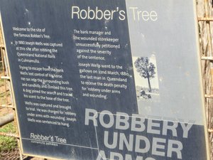 13 Cunnamulla Robbers Tree