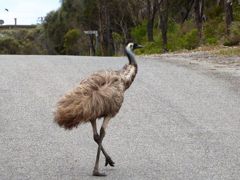 41 Coffin Bay - emu wandering the streets of the town (1)