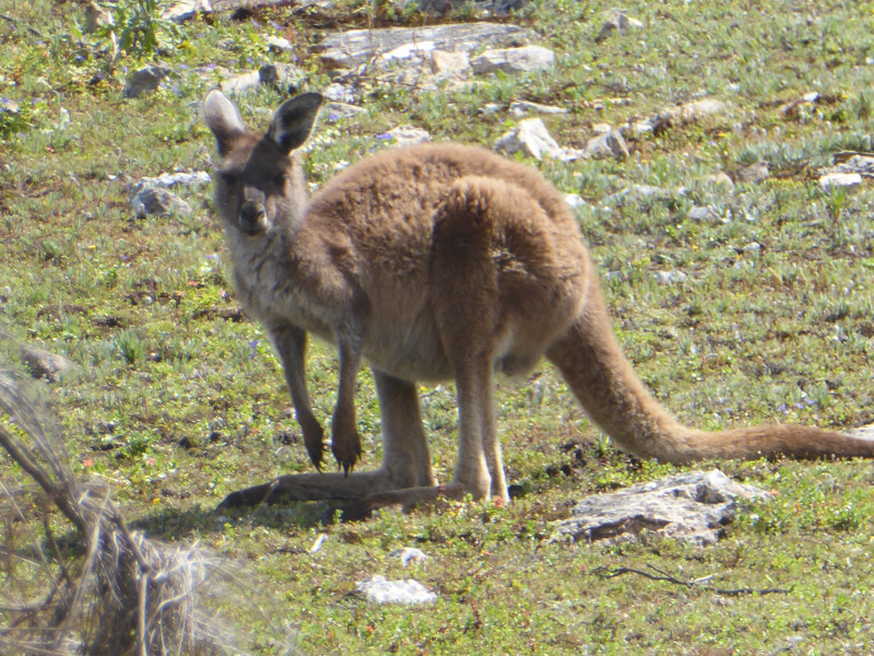 41 Coffin Bay - Yangie Bay (17)