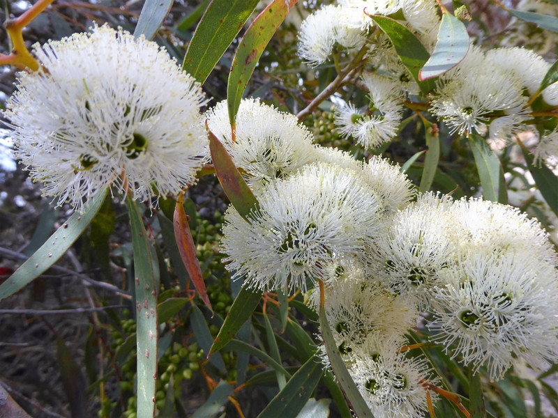 41 Coffin Bay - Yangie Bay (23)