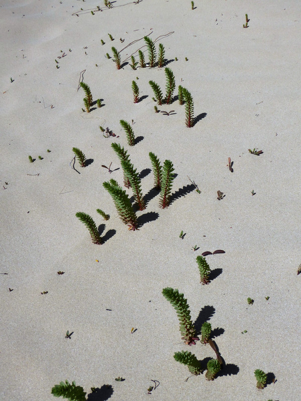 41 Coffin Bay sand dune vegetation (1)