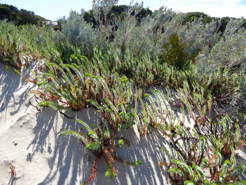 41 Coffin Bay sand dune vegetation (12)