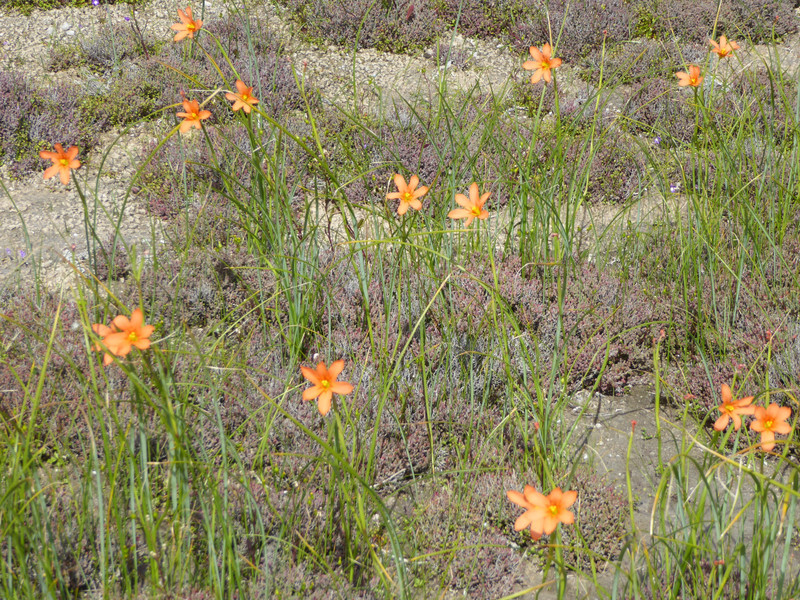 62 Innes Bay wild flowers (6)