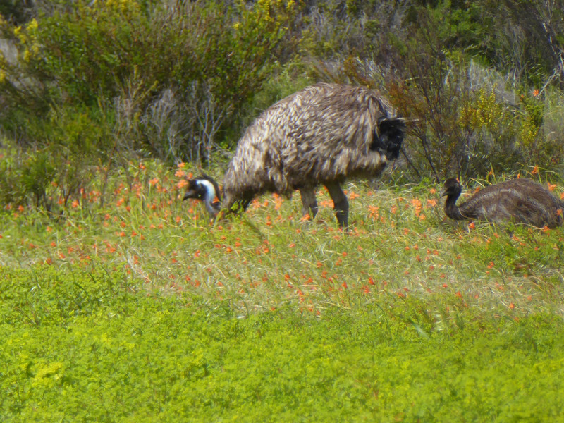 62 Innes National Park Emus (7)