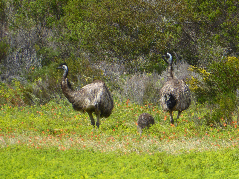 62 Innes National Park Emus (14)