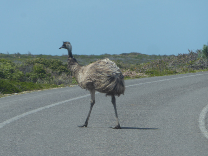 62 Innes National Park Emus on road (2)