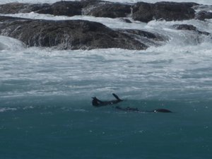 63 Corny Point Yorke Peninsula - seals (23)