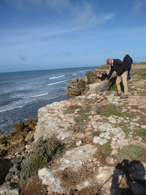 68 Along Heel Road of Yorke Peninsula 'foot' - Tom showing the next bit of the cliff that may crack