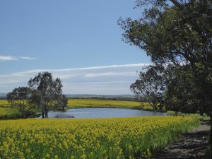 79.2 Clare Valley from Quarry Hill Lookout (6)