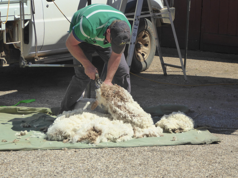 81 Anlaby Homestead - sheep sheering