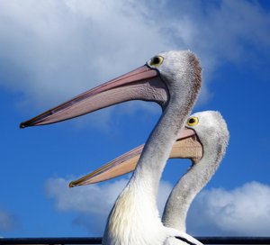 100 Kingscote KI - Pelican Feeding (11)