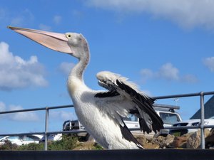 100 Kingscote KI - Pelican Feeding (12)