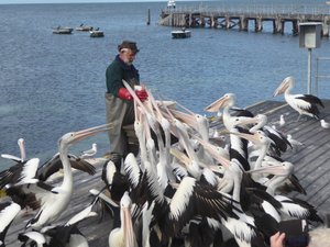 100 Kingscote KI - Pelican Feeding (73)