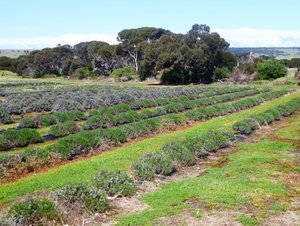 102 Emu Bay Lavender KI (3)