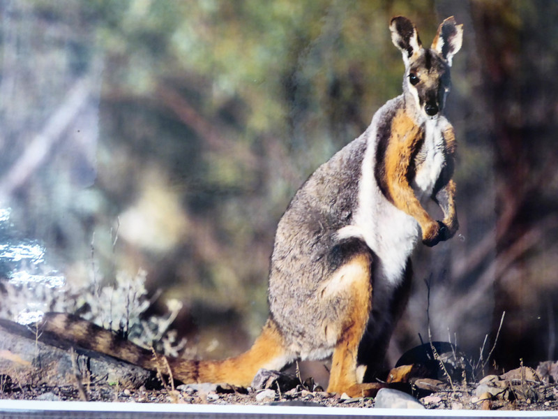 155a Yellow-footed Rock Wallaby (2)