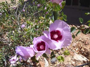 155 Sturt Desert Rose Arkaroola  (1)