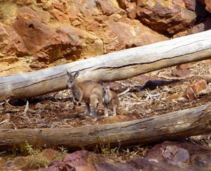 155 Yellow-footed Rock Wallaby (12)