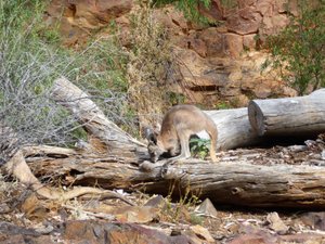 155 Yellow-footed Rock Wallaby (16)