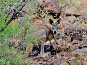 155 Yellow-footed Rock Wallaby (42)