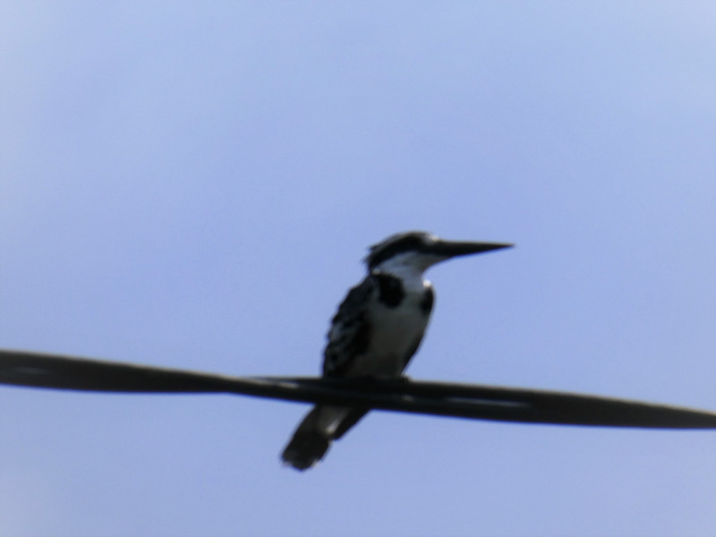 Muthurajawela Wetlands - black and white kingfisher (1)