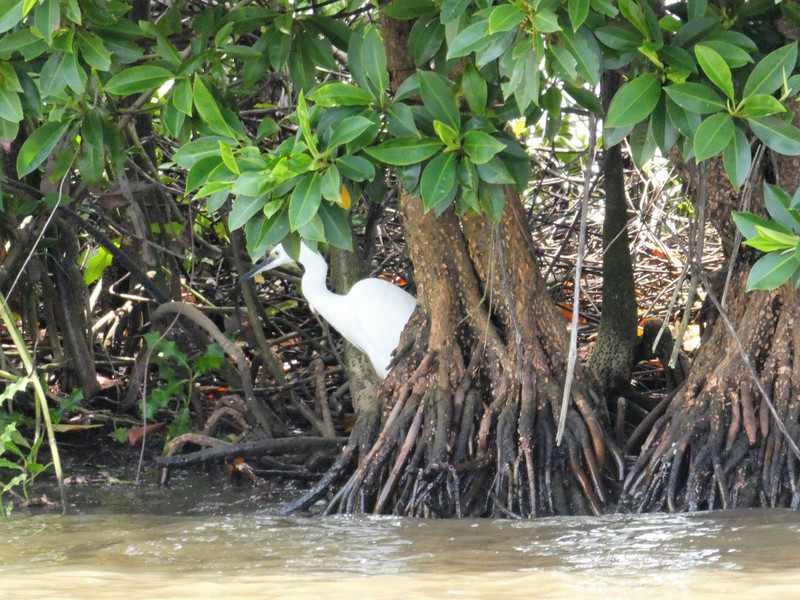 Muthurajawela Wetlands - Little Egret (1)