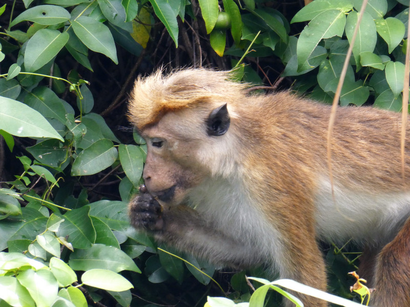 Muthurajawela Wetlands - Marsh or Toque monkey (15)