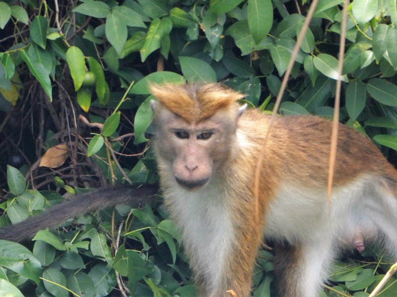 Muthurajawela Wetlands - Marsh or Toque monkey (22)