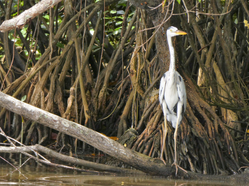 Muthurajawela Wetlands - painted stork (1)