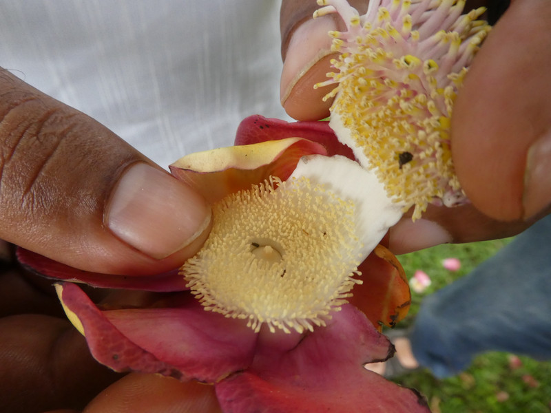 Anuradhapura - Cannon flowers (1)