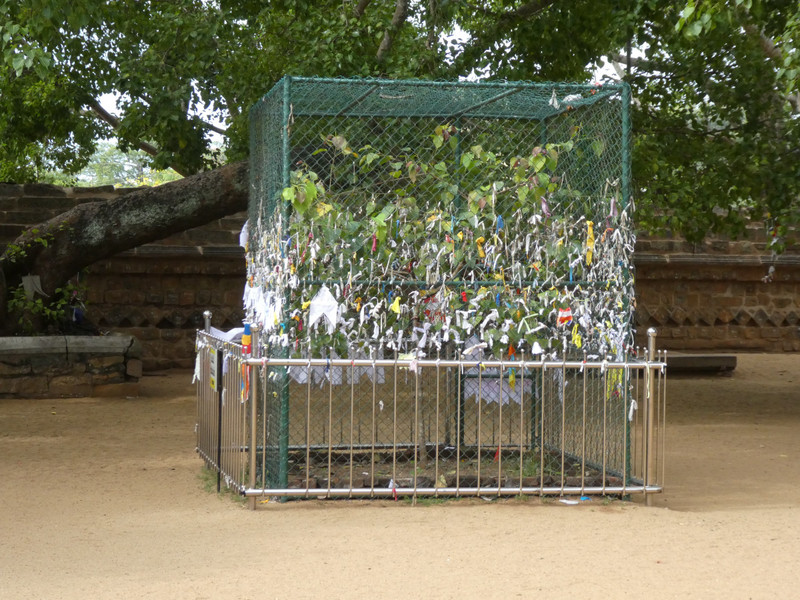 Anuradhapura - Ruvanveliseya Dagoba (6)
