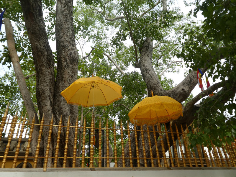 Anuradhapura - Ruvanveliseya Dagoba (7)
