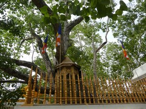 Anuradhapura - sacred Bo Tree 2250 years old (2)